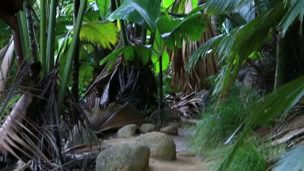 Forêt de palmiers Vallee De Mai à Praslin 