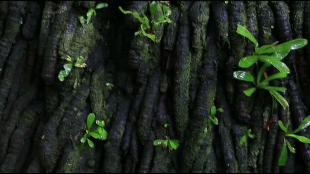 露兜树谷地自然保护区 — 图库视频影像