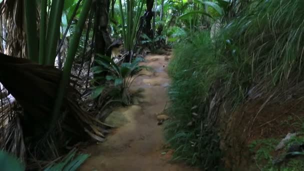 Toeristische route in het Natuurreservaat Vallée de Mai — Stockvideo