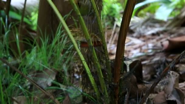 Phoenicophorium borsigianum im Naturschutzgebiet vallee de mai — Stockvideo