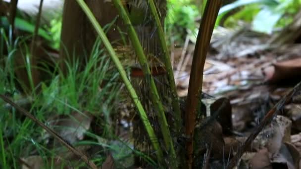 Fenicoforium borsigianum nella Riserva Naturale Vallee de Mai — Video Stock