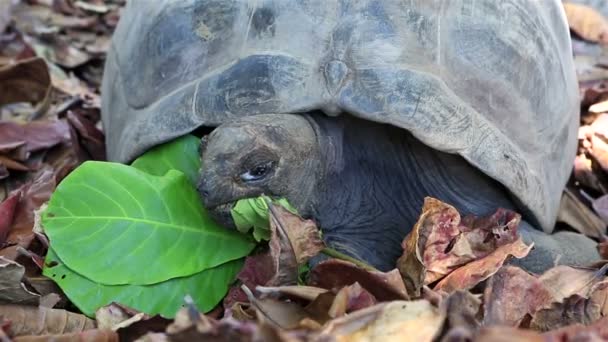 Aldabra гігантська черепаха їсть листя. — стокове відео