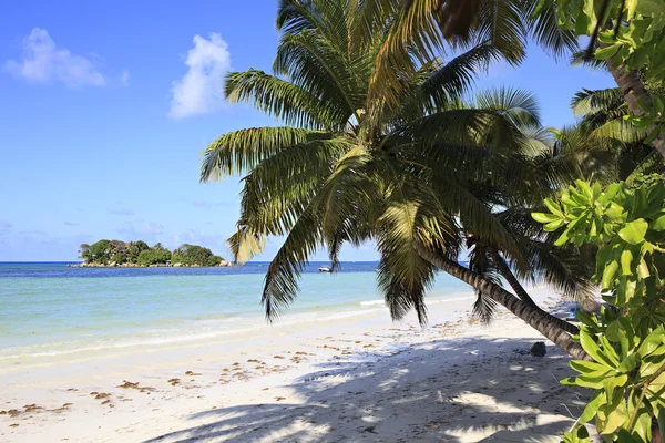 Beautiful beach Cote DOr and palm tree — Stock Photo, Image