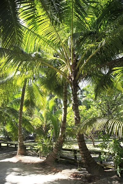 Hermosas palmeras en la costa de Anse Lazio . — Foto de Stock