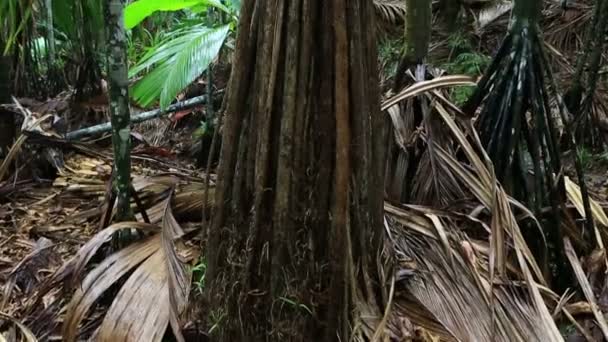 Verschaffeltia splendida im Naturschutzgebiet vallee de mai — Stockvideo