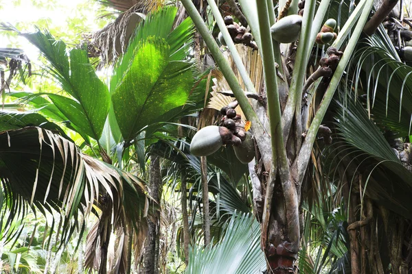 Doppio dado di Coco de mer . — Foto Stock