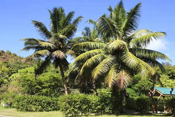 Mooie palmbomen op de kust van Anse Lazio. — Stockfoto