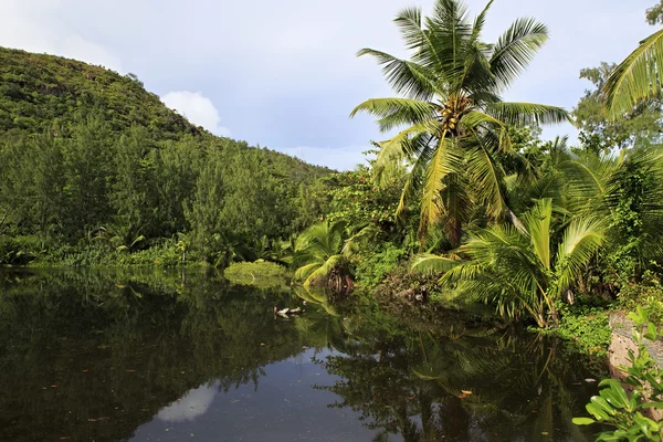 Vackra sjön med palmer nära Le Chevalier Bay Guesthouse — Stockfoto