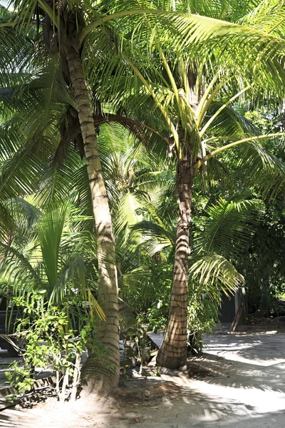 Schöne Palmen an der Küste von Anse Latium. — Stockfoto