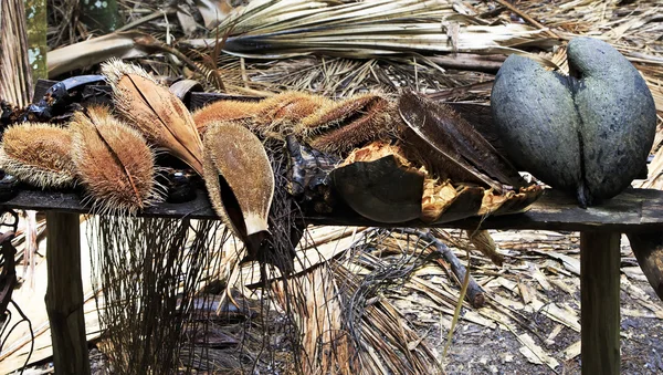 Muestra diferentes frutos de plantas en la Reserva Natural del Vallee de Mai Imagen de archivo