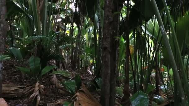 Vallee De Mai floresta de palmeiras em Praslin — Vídeo de Stock