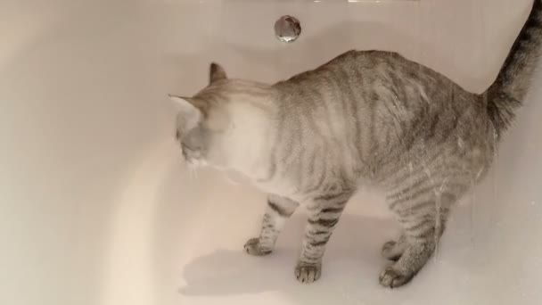 Kat gedrenkt uit de douche in de badkamer. — Stockvideo