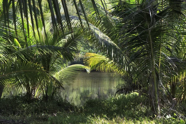 ル シュヴァリエ湾近くのヤシの木と美しい湖 — ストック写真