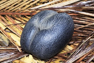 Çift somun Coco de mer. 