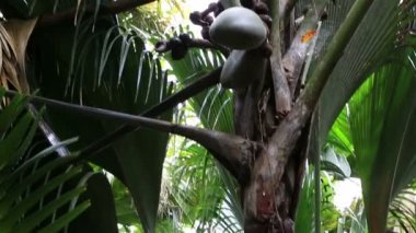 Coco de Mer çift somun