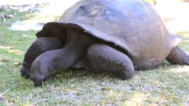 Aldabra dev kaplumbağa ot yiyor.