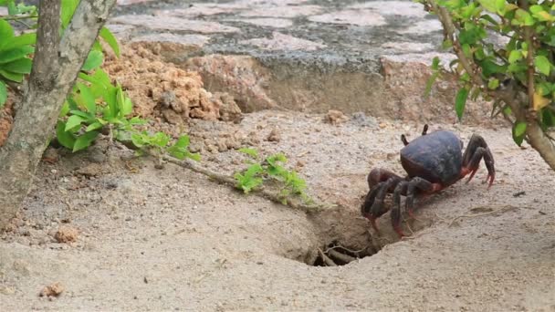 Land krab verkenningen in zijn gat. — Stockvideo