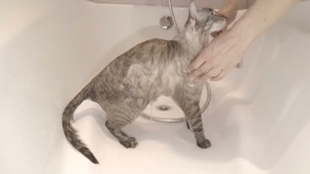Katt som bevattnas med vatten från dusch. — Stockvideo