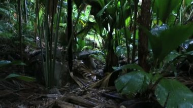 Praslin Vallee De Mai palm ormanda