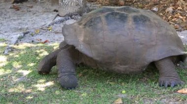 Aldabra dev kaplumbağa ot yiyor.