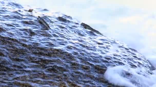 Anabas testudineus se glisse sur des blocs de granit et se nourrit . — Video