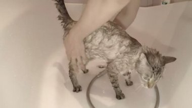 Islak kedi köpük şampuan banyoda.