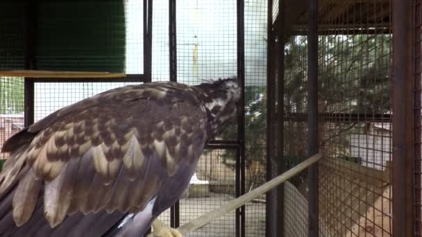 Águila dorada en una rama en la celda . — Vídeo de stock