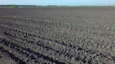 sürülmüş alana Ekim için hazır.