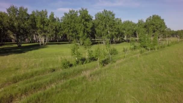 Summer green grass and birch forest. — Stock Video