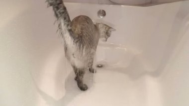 Banyo duş dan sulanan kedi.