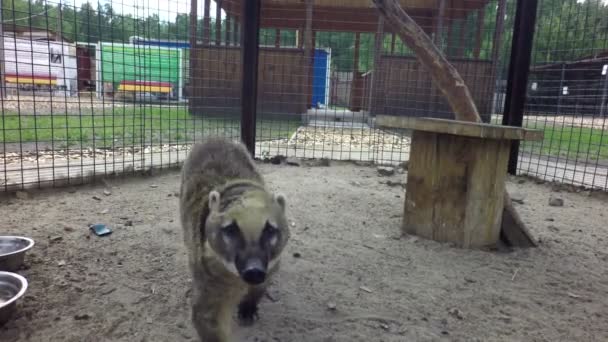 Nosuh corriendo alrededor de la jaula . — Vídeo de stock