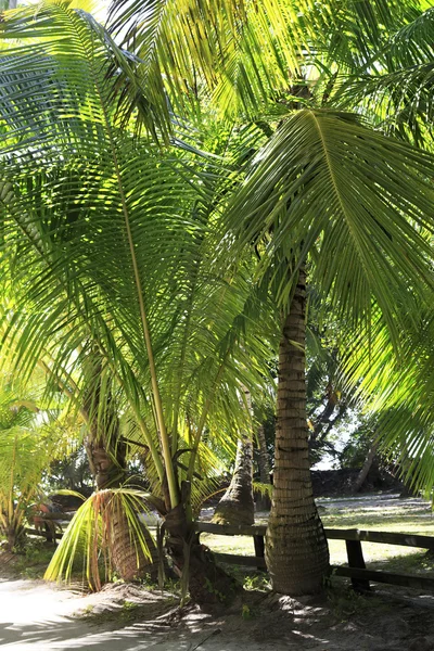 Güzel palmiye ağaçları Anse Lazio sahilleri. — Stok fotoğraf