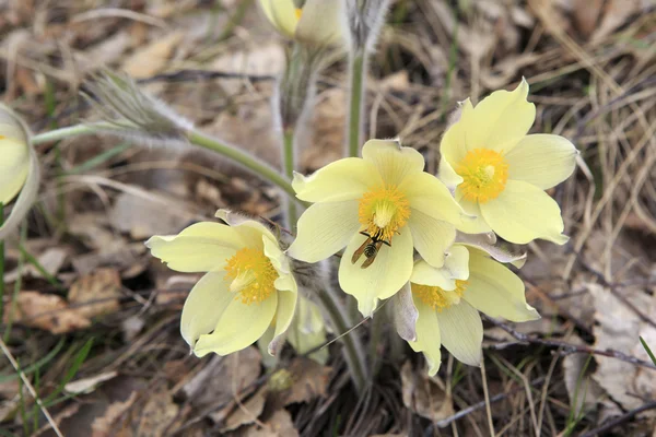 Pulsatilla patens — стокове фото