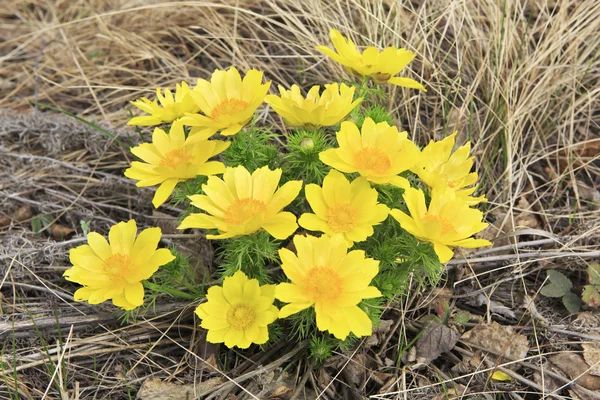 Adonis vernalis — Stock Photo, Image