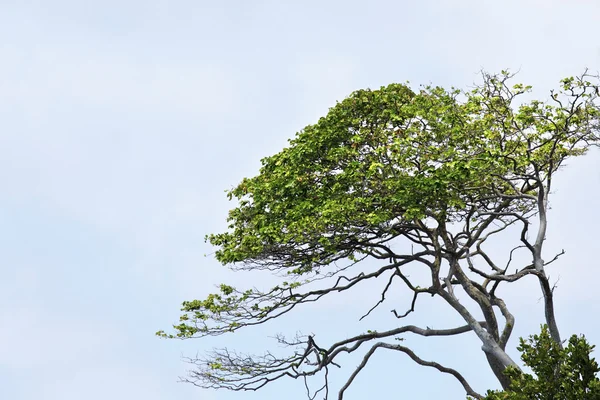 Beautiful tropical tree on the sky background. — Stock fotografie