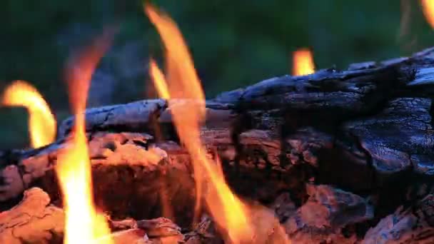 Όμορφη φωτιά φλόγες στη φύση. — Αρχείο Βίντεο