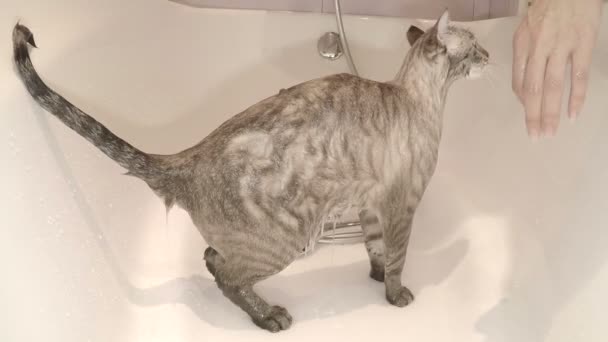 Nasse Katze nach einem Bad im Badezimmer. — Stockvideo