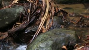 NET akışı Vallee de Mai doğa rezerv