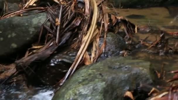 Klarer Bach im Naturschutzgebiet Vallee de mai — Stockvideo