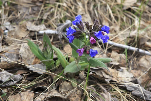 พัลโมเนีย officinalis — ภาพถ่ายสต็อก