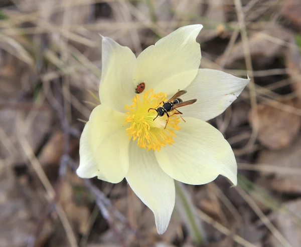 Wasp in Pulsatilla patens — стокове фото