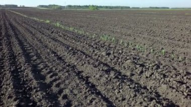 sürülmüş alana Ekim için hazır.