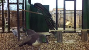 kadın ve erkek tavuskuşu.