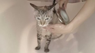 Duş su ile sulanan kedi.