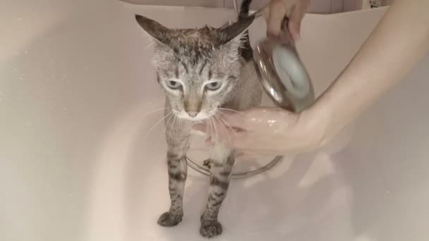 Gato regado com água do chuveiro . — Vídeo de Stock