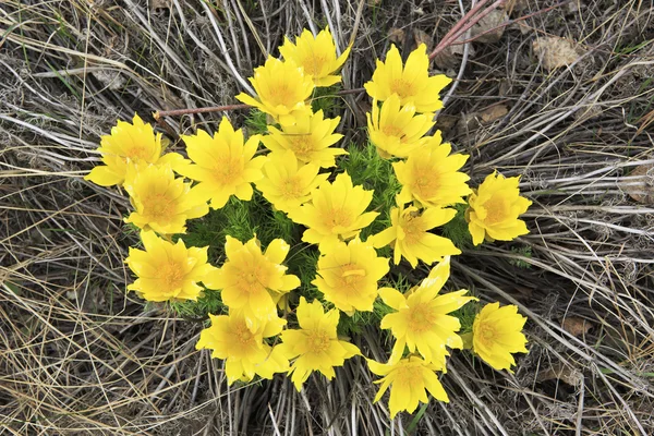 Adonis vernalis — Stock Photo, Image