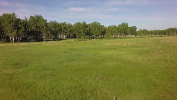 Летняя зеленая трава и березовый лес . — стоковое видео