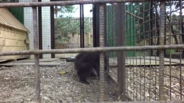 Kafesteki küçük kahverengi oyuncak ayı.