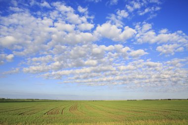 Güzel cumulus cirrus bulutları alanın üzerinde.