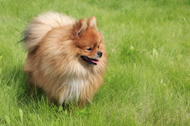 Yeşil çimenlerin üzerinde güzel köpek